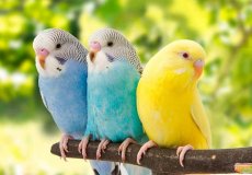 Стоит ли заводить домой волнистого попугая — плюсы и минусы птицы