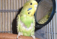Причины, симптомы и методы лечения дерматита у волнистых попугаев