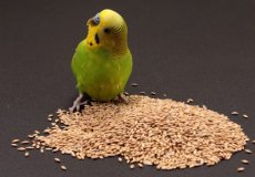 Обзор лучших кормов для волнистых попугаев