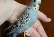 Кольцевание попугаев, как выбрать кольцо и где проводится процедура