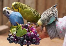 Виноград в ежедневном меню попугая — можно ли ягоду птицам