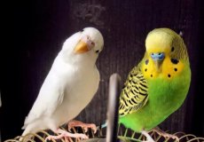 Возможные опасности для волнистого попугая в доме и как их избежать