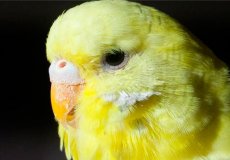 По каким причинам у волнистого попугая слоится клюв