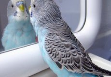 Зрение волнистых попугаев: что и как видят птицы
