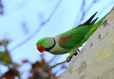 Фото, виды и описание александрийских попугаев