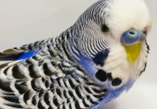 Причины, симптомы и лечение поноса у волнистых попугаев