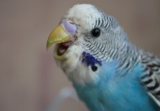 Испытывают ли стресс волнистые попугаи и как успокоить птицу