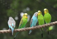 Что такое инбридинг и применяется ли в разведении у волнистых попугаев