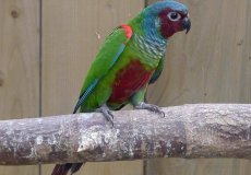 Описание зеленощёких краснохвостых попугаев