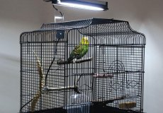 Значение света в жизни волнистого попугая и как обеспечить достаточное количество