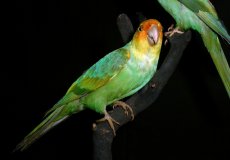 История каролинского попугая: описание и причины исчезновения