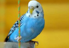 Продолжительность жизни волнистых попугаев в природе и домашних условиях