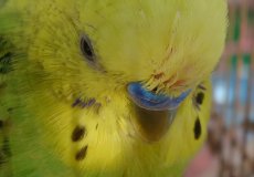 Причины появления микоплазмоза у волнистых попугаев, симптомы и методы лечения