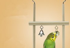 Нужны ли качели для попугаев и какие лучше выбрать