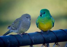 Кто такие певчие попугаи, их особенности, условия содержания и размножение
