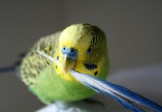 Особенности линьки у волнистых попугаев
