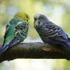 Разбираемся — как подобрать пару волнистому попугаю самцу или самке