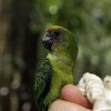 Кормление попугаев: безопасность и рацион при включении грибов