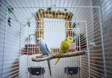 Как правильно подобрать клетку для волнистого попугая
