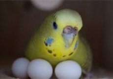 Какое количество и  сколько высиживают яйца волнистые попугаи