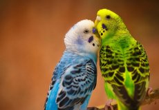 Как познакомить пару попугаев
