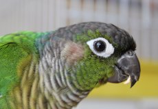 Попугай Пиррура: обзор вида и особенности содержания