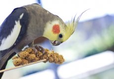 Питание попугая-кореллы в домашних условиях