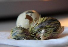 Что такое искусственная инкубация яиц попугаев и как правильно организовать процесс