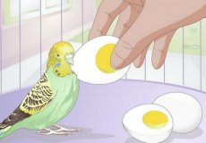 Вопрос орнитологам — можно ли давать волнистому попугаю вареное яйцо