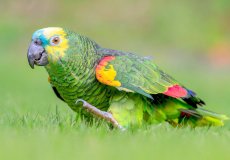 Особенности породы попугаев Амазон