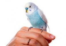 Как быстро приручить волнистого попугая к рукам