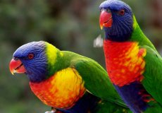 Лориевые попугаи (Лори) — описание породы, особенности