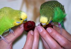 Дают или нет ли попугаям черешню, нормы и в каком виде лучше вводить в рацион