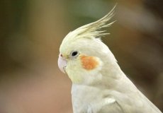 Особенности попугаев корелла