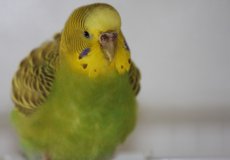 Опасно ли ожирение у попугаев и как с ним бороться
