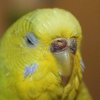Как проявляется мегабактериоз у волнистых попугаев, причины и методы лечения