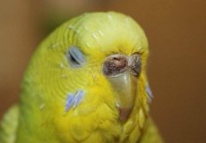Как проявляется мегабактериоз у волнистых попугаев, причины и методы лечения