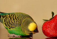 Режим питания волнистого попугая или сколько раз в день нужно кормить птицу
