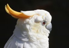 Попугай породы Какаду