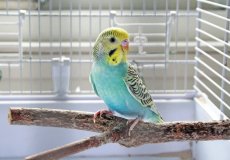 Причины возникновения аллергии на попугая, симптомы и как побороть недуг