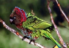 Описание веерных попугаев