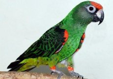 Какие особенности имеют конголезские попугаи и можно ли их содержать в домашних условиях