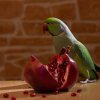 Можно ли давать гранат волнистым и другим породам попугаев