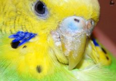 Причины, симптомы, лечение чесоточного клеща у волнистого попугая