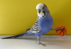 Музыка в жизни попугаев: любят ли слушать, какую выбирают и помогают ли песни начать говорить