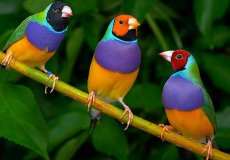 Амадина Гульда: удивительная птица ярких красок