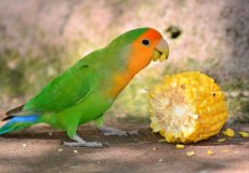 Какой корм можно давать попугаям неразлучникам