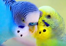 Как определить окрас будущих птенцов волнистых попугаев
