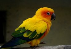 Солнечные попугаи или аратинги