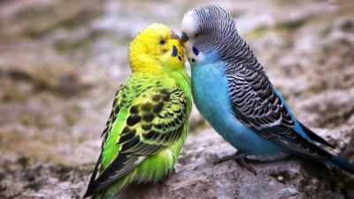 сколько волнистых попугаев можно держать в одной клетке и какого пола